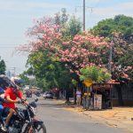 Foto: Managua llena de flores rosadas /TN8