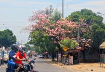 Foto: Managua llena de flores rosadas /TN8