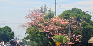 Foto: Managua llena de flores rosadas /TN8