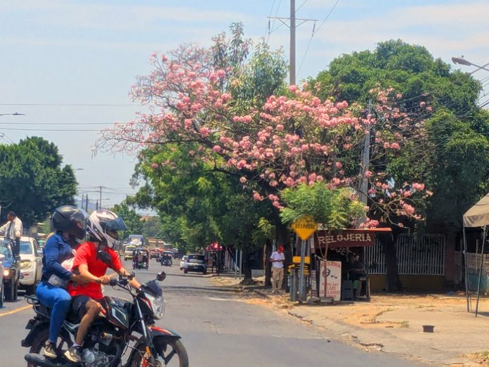 Foto: Managua llena de flores rosadas /TN8 Foto: Managua llena de flores rosadas /TN8