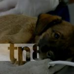 Atención 24/7: Todos los detalles del nuevo hospital veterinario de Nicaragua Foto: Hospital veterinario en Nicaragua