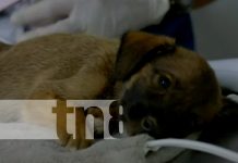 Atención 24/7: Todos los detalles del nuevo hospital veterinario de Nicaragua Foto: Hospital veterinario en Nicaragua