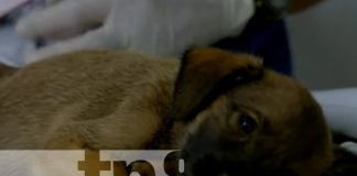 Foto: Hospital veterinario en Nicaragua