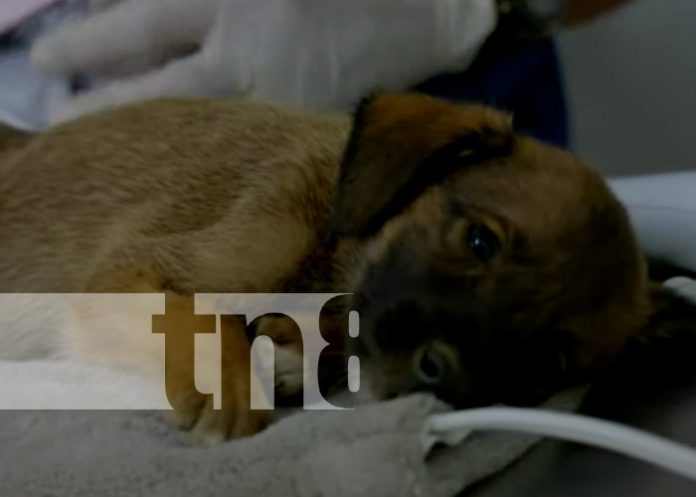 Foto: Hospital veterinario en Nicaragua Foto: Hospital veterinario en Nicaragua