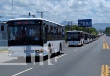 Foto: Nuevos buses chinos llegan a León / TN8