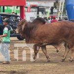 Chinandega celebra su segunda Feria Ganadera con gran participación Foto: Feria Ganadera en Chinandega / TN8
