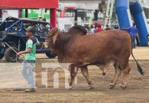 Foto: Feria Ganadera en Chinandega / TN8
