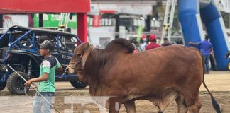 Foto: Feria Ganadera en Chinandega / TN8