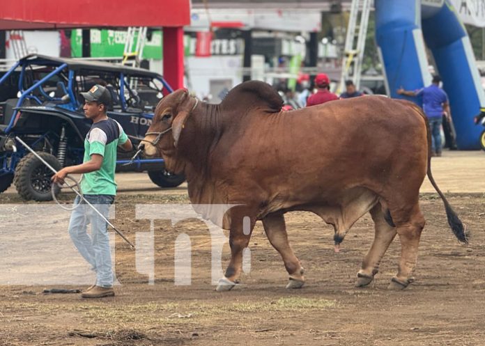 Foto: Feria Ganadera en Chinandega / TN8 Foto: Feria Ganadera en Chinandega / TN8