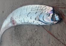 Foto: Encuentran un pez remo gigante en la costa de Tasmania/CortesíaFoto: Encuentran un pez remo gigante en la costa de Tasmania/Cortesía