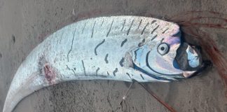 Foto: Encuentran un pez remo gigante en la costa de Tasmania/CortesíaFoto: Encuentran un pez remo gigante en la costa de Tasmania/Cortesía