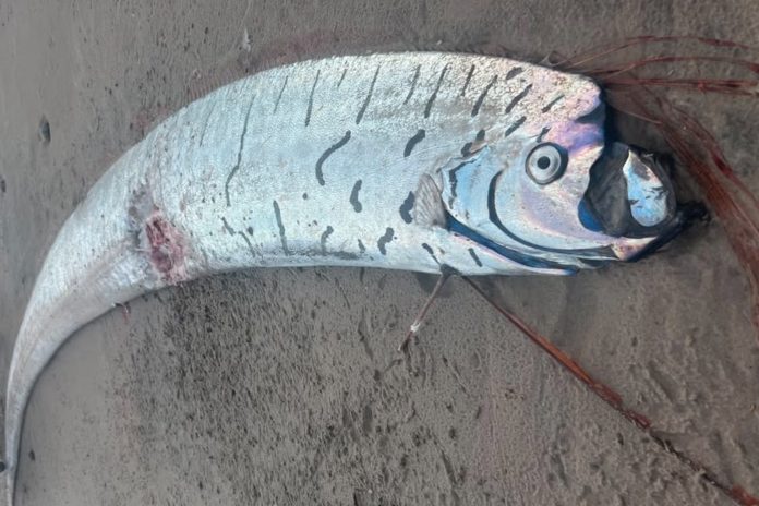 1 Foto: Encuentran un pez remo gigante en la costa de Tasmania/CortesíaFoto: Encuentran un pez remo gigante en la costa de Tasmania/Cortesía
