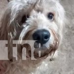 ¿Lo has visto? Esteban es el perrito que sigue desaparecido en Managua Foto: Se trata de un cachorrito llamado Esteban/TN8