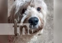 Foto: Se trata de un cachorrito llamado Esteban/TN8