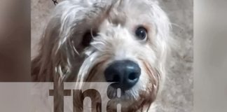 Foto: Se trata de un cachorrito llamado Esteban/TN8
