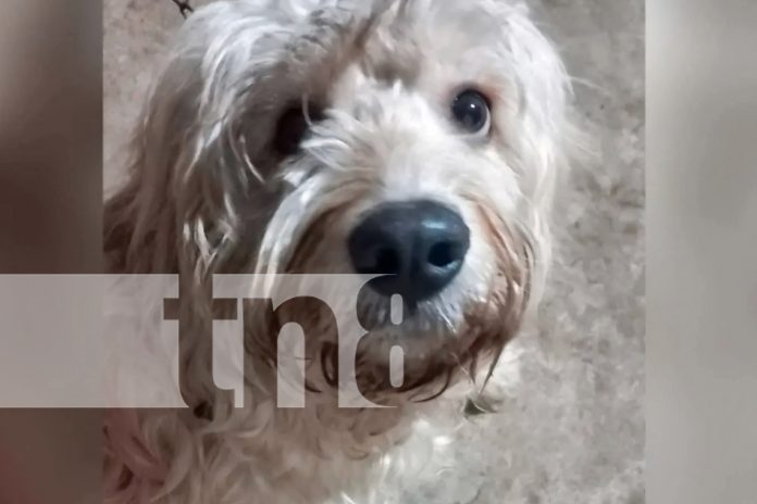 Foto: Se trata de un cachorrito llamado Esteban/TN8 Foto: Se trata de un cachorrito llamado Esteban/TN8