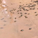 Tráfico ilegal de tortugas de río pone en peligro su existencia en Bolivia Foto: Tráfico de tortugas amazónicas /cortesía
