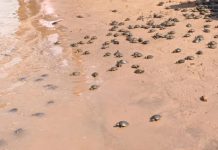 Tráfico ilegal de tortugas de río pone en peligro su existencia en Bolivia Foto: Tráfico de tortugas amazónicas /cortesía