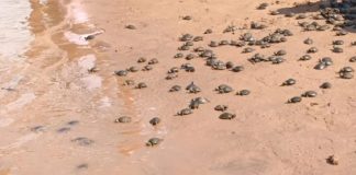 Foto: Tráfico de tortugas amazónicas /cortesía
