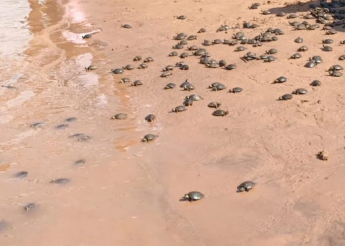 Foto: Tráfico de tortugas amazónicas /cortesía Foto: Tráfico de tortugas amazónicas /cortesía