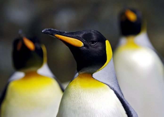 Foto: Alarma en la Antártida /cortesía Foto: Alarma en la Antártida /cortesía