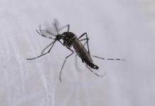 Francia confirma brote de chikungunya en Mayotte y activa alerta sanitaria Foto: Alerta en Mayotte, Francia /cortesía