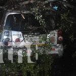 Foto: Caída de Árbol, pone en alerta a los habitantes del Germán Pomares en Managua/TN8