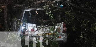 Foto: Caída de Árbol, pone en alerta a los habitantes del Germán Pomares en Managua/TN8