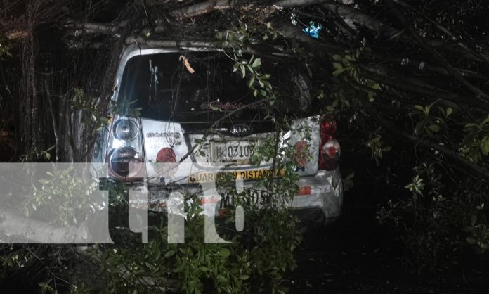 Foto: Caída de Árbol, pone en alerta a los habitantes del Germán Pomares en Managua/TN8