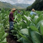 Crecimiento sostenido del cultivo de tabaco impulsa economía nicaragüense