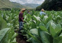 Crecimiento sostenido del cultivo de tabaco impulsa economía nicaragüense