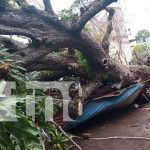 Árbol de mango aplasta vivienda y deja dos heridos en Granada Foto: Gigantesco árbol de mango cae en vivienda en Granada/TN8