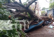 Árbol de mango aplasta vivienda y deja dos heridos en Granada Foto: Gigantesco árbol de mango cae en vivienda en Granada/TN8