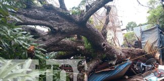 Foto: Gigantesco árbol de mango cae en vivienda en Granada/TN8