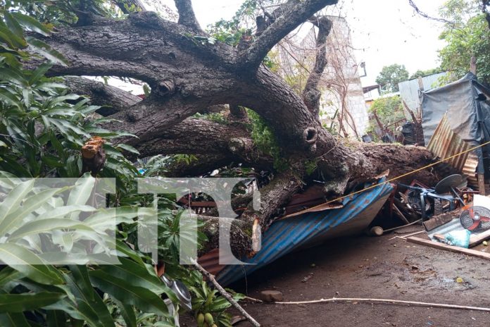 Foto: Gigantesco árbol de mango cae en vivienda en Granada/TN8 Foto: Gigantesco árbol de mango cae en vivienda en Granada/TN8