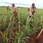 Nicaragua produce 16.5 millones de quintales de azúcar en la zafra 2024/2025