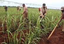 Nicaragua produce 16.5 millones de quintales de azúcar en la zafra 2024/2025