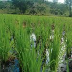 Más de 3,400 pequeños productores impulsarán la siembra de arroz secano en Nicaragua Foto: Más de 3,400 pequeños productores impulsarán la siembra de arroz secano en Nicaragua/Cortesía