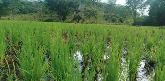 Foto: Más de 3,400 pequeños productores impulsarán la siembra de arroz secano en Nicaragua/Cortesía