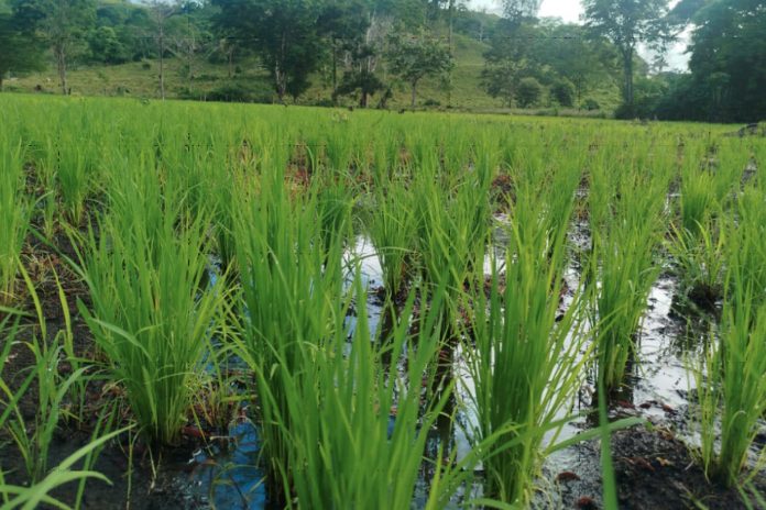 1 Foto: Más de 3,400 pequeños productores impulsarán la siembra de arroz secano en Nicaragua/Cortesía