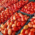 ¡Buena cosecha! Nicaragua espera más de 100 mil quintales de tomate en junio