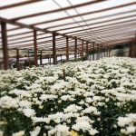 ¡Matagalpa florece! Se producen 1.2 millones de flores en primeros cinco meses de 2025