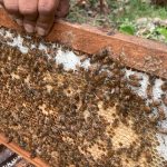 Nicaragua reporta 231 toneladas de miel en acopios Foto: Nicaragua continúa destacándose en el mercado nacional e internacional /Cortesía