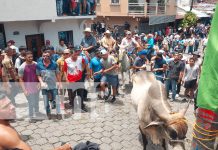 ¡Boaco de fiesta! Soltura de toros y cultura marcan el inicio de las Fiestas Patronales 2025 Foto: ¡Boaco de fiesta! Soltura de toros y cultura marcan el inicio de las Fiestas Patronales 2025/TN8