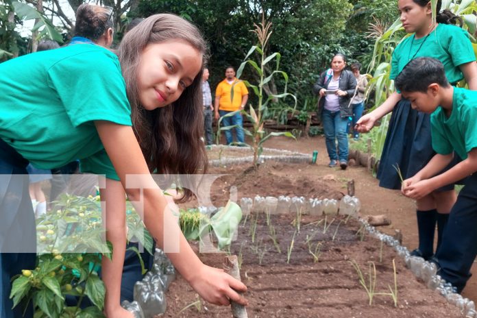 Foto: Huertos escolares, una exitosa estrategia educativa desde las aulas de clases en Madriz/TN8
