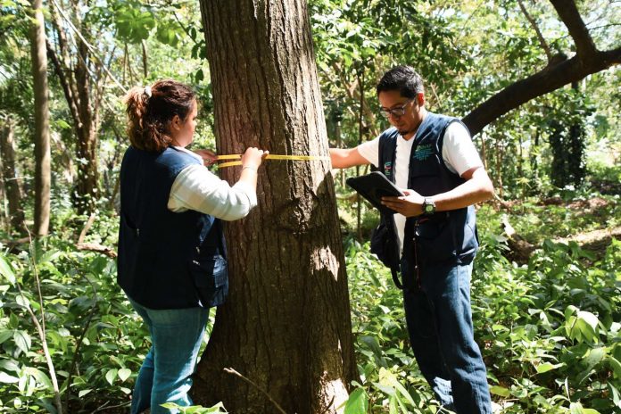 3 Foto:Tercer ciclo del Inventario Nacional Forestal en marcha/Cortesía