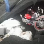 Foto: Motociclista muere al chocar contra un semoviente en la carretera vieja a León/TN8