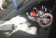 Motociclista muere al chocar contra un semoviente en la carretera vieja a León Foto: Motociclista muere al chocar contra un semoviente en la carretera vieja a León/TN8