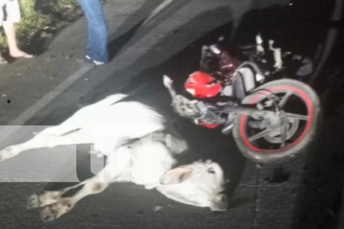 Foto: Motociclista muere al chocar contra un semoviente en la carretera vieja a León/TN8