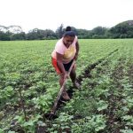 Tecnología y semilla de calidad: pilares del INTA para la productividad en Nicaragua Foto: Acompañamiento del INTA a los productores de Nicaragua